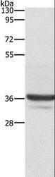 ANXA3 / Annexin A3 Antibody - Western blot analysis of Lovo cell, using ANXA3 Polyclonal Antibody at dilution of 1:650.