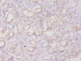 ANXA3 / Annexin A3 Antibody - Immunohistochemistry of paraffin-embedded human kidney at dilution of 1:20