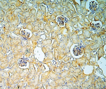 ANXA3 / Annexin A3 Antibody - IHC staining of FFPE mouse kidney with Annexin A3 antibody at 1ug/ml. HIER: boil tissue sections in pH6, 10mM citrate buffer, for 10-20 min and allow to cool before testing.