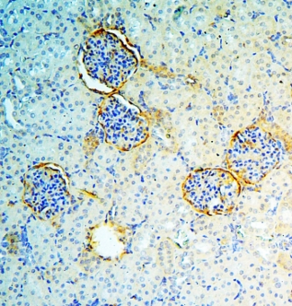 ANXA3 / Annexin A3 Antibody - IHC staining of FFPE rat kidney with Annexin A3 antibody at 1ug/ml. HIER: boil tissue sections in pH6, 10mM citrate buffer, for 10-20 min and allow to cool before testing.