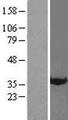 ANXA3 / Annexin A3 Protein - Western validation with an anti-DDK antibody * L: Control HEK293 lysate R: Over-expression lysate