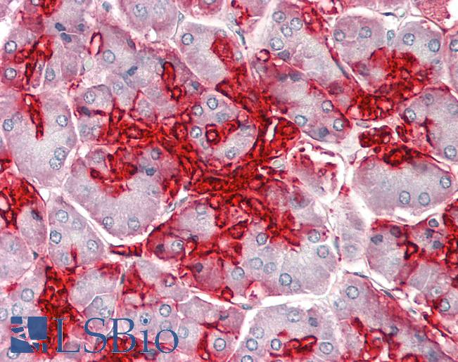 ANXA4 / Annexin IV Antibody - Anti-ANXA4 / Annexin IV antibody IHC staining of human pancreas. Immunohistochemistry of formalin-fixed, paraffin-embedded tissue after heat-induced antigen retrieval. Antibody concentration 10 ug/ml.  This image was taken for the unconjugated form of this product. Other forms have not been tested.