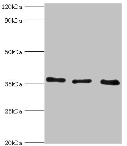 ANXA4 / Annexin IV Antibody - Western blot All lanes: Annexin A4 antibody at 4µg/ml Lane 1: 293T whole cell lysate Lane 2: Hela whole cell lysate Lane 3: HepG2 whole cell lysate Secondary Goat polyclonal to rabbit IgG at 1/10000 dilution Predicted band size: 36, 28 kDa Observed band size: 36 kDa