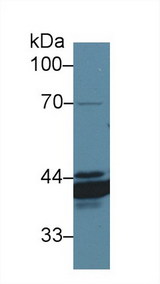 ANXA4 / Annexin IV Antibody - Western Blot; Sample: Canine Stomach lysate; Primary Ab: 1µg/ml Rabbit Anti-Canine ANXA4 Antibody Second Ab: 0.2µg/mL HRP-Linked Caprine Anti-Rabbit IgG Polyclonal Antibody