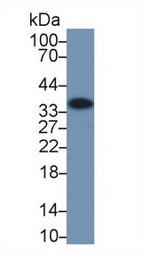 ANXA4 / Annexin IV Antibody - Western Blot; Sample: Human Liver lysate; Primary Ab: 2µg/ml Rabbit Anti-Human ANXA4 Antibody Second Ab: 0.2µg/mL HRP-Linked Caprine Anti-Rabbit IgG Polyclonal Antibody