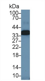 ANXA4 / Annexin IV Antibody - Western Blot; Sample: Porcine Eye lysate; Primary Ab: 1µg/ml Rabbit Anti-Porcine ANXA4 Antibody Second Ab: 0.2µg/mL HRP-Linked Caprine Anti-Rabbit IgG Polyclonal Antibody