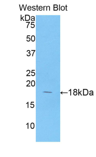 ANXA4 / Annexin IV Antibody - Western blot of recombinant ANXA4 / Annexin IV.  This image was taken for the unconjugated form of this product. Other forms have not been tested.