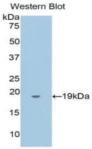 ANXA4 / Annexin IV Antibody - Western blot of recombinant ANXA4 / Annexin IV.  This image was taken for the unconjugated form of this product. Other forms have not been tested.
