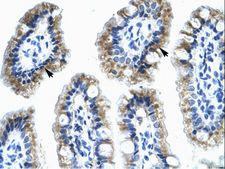 ANXA4 / Annexin IV Antibody - ANXA4 / Annexin IV antibody ARP36686_T100-NP_001144-ANXA4 (annexin A4) Antibody was used in IHC to stain formalin-fixed, paraffin-embedded human intestine.  This image was taken for the unconjugated form of this product. Other forms have not been tested.