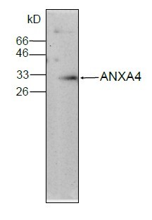 ANXA4 / Annexin IV Antibody