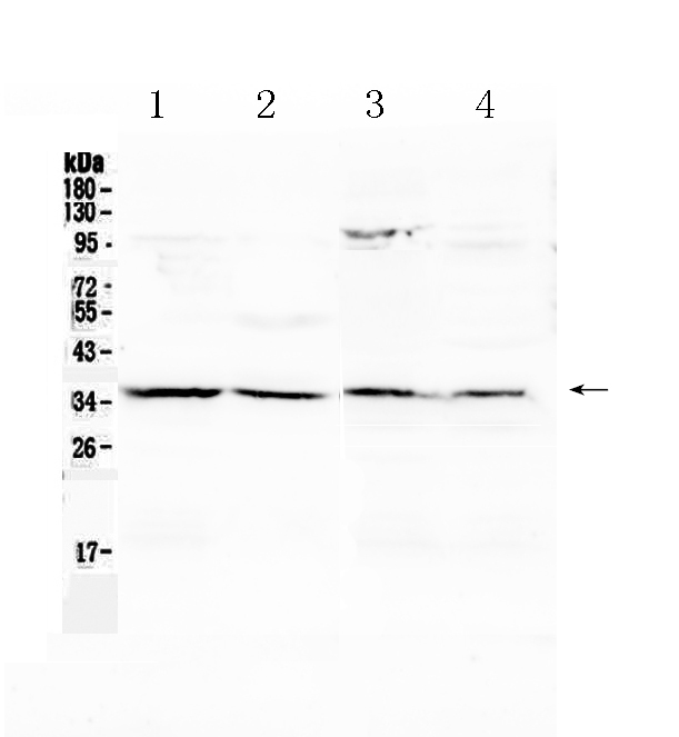 ANXA4 / Annexin IV Antibody - Western blot - Anti-Annexin IV Picoband Antibody