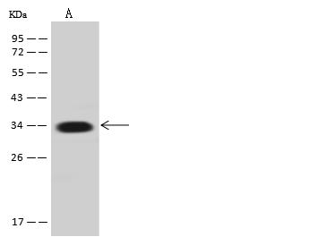 ANXA4 / Annexin IV Antibody - Anti-ANXA4 rabbit polyclonal antibody at 1:500 dilution. Lane A: HepG2 Whole Cell Lysate. Lysates/proteins at 30 ug per lane. Secondary: Goat Anti-Rabbit IgG (H+L)/HRP at 1/10000 dilution. Developed using the ECL technique. Performed under reducing conditions. Predicted band size: 36 kDa. Observed band size: 34 kDa.