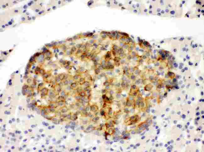 ANXA4 / Annexin IV Antibody - Anti-Annexin IV antibody, IHC(P): Rat Pancreas Tissue