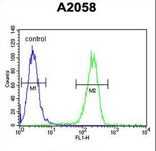 ANXA5 / Annexin V Antibody - Annexin V Antibody flow cytometry of A2058 cells (right histogram) compared to a negative control cell (left histogram). FITC-conjugated goat-anti-rabbit secondary antibodies were used for the analysis.