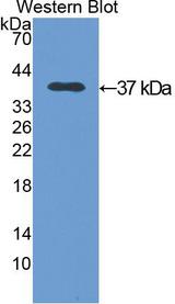 ANXA5 / Annexin V Antibody
