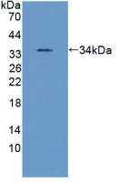 ANXA5 / Annexin V Antibody - Western Blot; Sample: Recombinant ANXA5, Human.