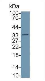 ANXA5 / Annexin V Antibody - Western Blot; Sample: Human A431 cell lysate; Primary Ab: 1µg/ml Rabbit Anti-Bovine ANXA5 Antibody Second Ab: 0.2µg/mL HRP-Linked Caprine Anti-Rabbit IgG Polyclonal Antibody