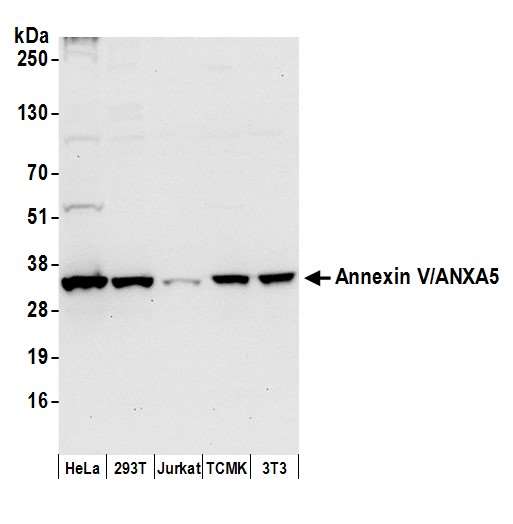 ANXA5 / Annexin V Antibody - Detection of human and mouse Annexin V/ANXA5 by western blot. Samples: Whole cell lysate (50 µg) from HeLa, HEK293T, Jurkat, mouse TCMK-1, and mouse NIH 3T3 cells prepared using NETN lysis buffer. Antibody: Affinity purified rabbit anti-Annexin V/ANXA5 antibody used for WB at 0.1 µg/ml. Detection: Chemiluminescence with an exposure time of 10 seconds.