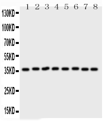 ANXA5 / Annexin V Antibody - Western blot - Anti-Annexin V Picoband Antibody