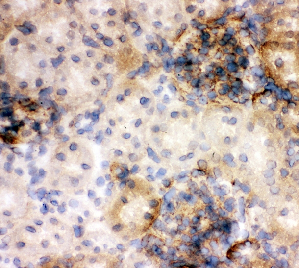 ANXA5 / Annexin V Antibody - IHC analysis of Annexin V using anti-Annexin V antibody. Annexin V was detected in frozen section of rat kidney tissues. Heat mediated antigen retrieval was performed in citrate buffer (pH6, epitope retrieval solution) for 20 mins. The tissue section was blocked with 10% goat serum. The tissue section was then incubated with 1µg/ml rabbit anti-Annexin V Antibody overnight at 4°C. Biotinylated goat anti-rabbit IgG was used as secondary antibody and incubated for 30 minutes at 37°C. The tissue section was developed using Strepavidin-Biotin-Complex (SABC) with DAB as the chromogen.