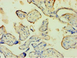 ANXA5 / Annexin V Antibody - Immunohistochemistry of paraffin-embedded human placenta tissue using antibody at 1:100 dilution.  This image was taken for the unconjugated form of this product. Other forms have not been tested.
