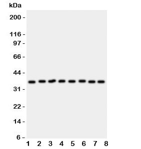 ANXA5 / Annexin V Antibody - Western blot testing of Annexin V antibody and rat samples 1: lung; 2: brain; 3: heart; 4: kidney; and human samples 5: HeLa; 6: SMMC-7721; 7: A549; 8: SGC lysate. Predicted molecular weight ~36 kDa.