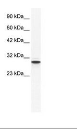 ANXA5 / Annexin V Antibody - HepG2 Cell Lysate.  This image was taken for the unconjugated form of this product. Other forms have not been tested.