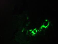 ANXA5 / Annexin V Antibody - Immunofluorescence staining of a 7 days old zebrafish embryo