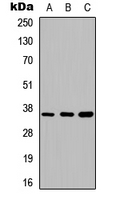 ANXA5 / Annexin V Antibody - Western blot analysis of Annexin A5 expression in HEK293T (A); Raw264.7 (B); PC12 (C) whole cell lysates.
