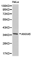 ANXA5 / Annexin V Antibody - Western blot of extracts of HeLa cell lines, using ANXA5 antibody.