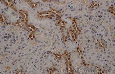 ANXA5 / Annexin V Antibody - Immunohistochemistry of paraffin-embedded mouse kidney using ANXA5 Polyclonal Antibody at dilution of 1:50.