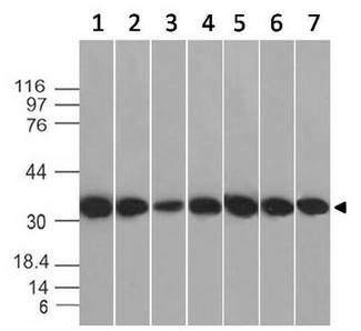 ANXA5 / Annexin V Antibody - Fig-1: Western blot analysis of Annexin V. Anti-Annexin V antibody was used at 0.01 µg/ml on (1) U87, (2) MCF-7, (3) Jurkat, (4) K562, (5) Hela, (6) HepG2 and (7) 3T3 lysates.