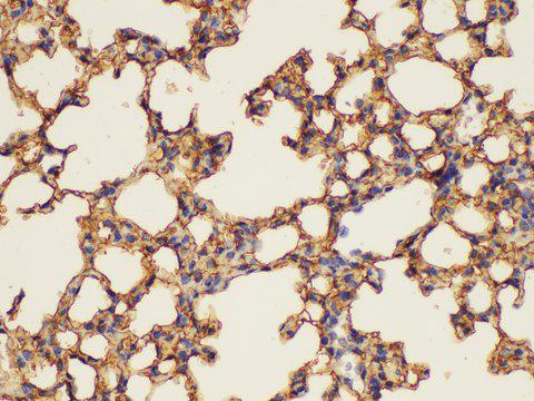 ANXA5 / Annexin V Antibody - Immunohistochemistry of paraffin-embedded Mouse lung using ANXA5 Ployclonal Antibody at dilution of 1:100.
