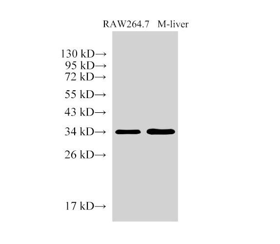 ANXA5 / Annexin V Antibody - Western Blot analysis of RAW264.7 cells and Mouse liver using ANXA5 Polyclonal Antibody at dilution of 1:2000.