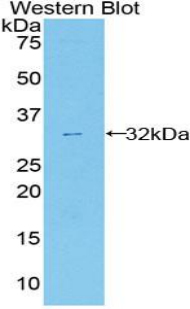 ANXA6/Annexin A6/Annexin VI Antibody - Western blot of recombinant ANXA6/Annexin A6/Annexin VI.  This image was taken for the unconjugated form of this product. Other forms have not been tested.