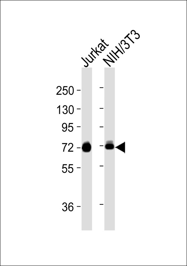 ANXA6/Annexin A6/Annexin VI Antibody - All lanes : Anti-Annexin A6 Antibody at 1:1000 dilution Lane 1: Jurkat whole cell lysates Lane 2: NIH/3T3 whole cell lysates Lysates/proteins at 20 ug per lane. Secondary Goat Anti-Rabbit IgG, (H+L),Peroxidase conjugated at 1/10000 dilution Predicted band size : 76 kDa Blocking/Dilution buffer: 5% NFDM/TBST.