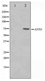 ANXA6/Annexin A6/Annexin VI Antibody - Western blot of 293 cell lysate using Annexin A6 Antibody