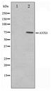 ANXA6/Annexin A6/Annexin VI Antibody - Western blot of 293 cell lysate using Annexin A6 Antibody
