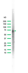 ANXA6/Annexin A6/Annexin VI Antibody - Western blot of ANXA6/Annexin A6/Annexin VI antibody