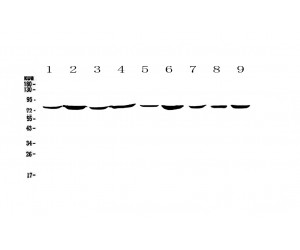 ANXA6/Annexin A6/Annexin VI Antibody - Western blot analysis of Annexin VI using anti-Annexin VI antibody