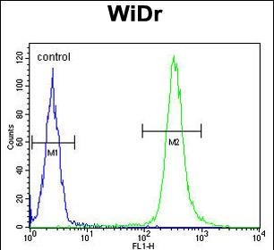 ANXA7 / Annexin VII / SNX Antibody - ANXA7 Antibody (Center) flow cytometric analysis of WiDr cells (right histogram) compared to a negative control cell (left histogram).FITC-conjugated goat-anti-rabbit secondary antibodies were used for the analysis.