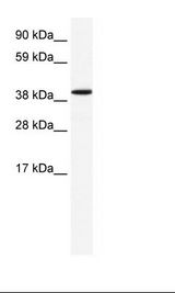 ANXA7 / Annexin VII / SNX Antibody - Fetal Liver Lysate.  This image was taken for the unconjugated form of this product. Other forms have not been tested.