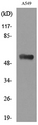 ANXA7 / Annexin VII / SNX Antibody - Western blot analysis of lysate from A549 cells, using ANXA7 Antibody.