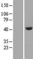 ANXA7 / Annexin VII / SNX Protein - Western validation with an anti-DDK antibody * L: Control HEK293 lysate R: Over-expression lysate