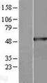 ANXA7 / Annexin VII / SNX Protein - Western validation with an anti-DDK antibody * L: Control HEK293 lysate R: Over-expression lysate