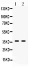 ANXA8 / Annexin A8 Antibody - Western blot - Anti-Annexin VIII Picoband Antibody