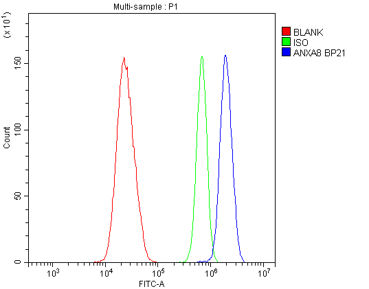 ANXA8 / Annexin A8 Antibody - Flow Cytometry analysis of U20S cells using anti-Annexin VIII antibody. Overlay histogram showing U20S cells stained with anti-Annexin VIII antibody (Blue line). The cells were blocked with 10% normal goat serum. And then incubated with rabbit anti-Annexin VIII Antibody (1µg/10E6 cells) for 30 min at 20°C. DyLight®488 conjugated goat anti-rabbit IgG (5-10µg/10E6 cells) was used as secondary antibody for 30 minutes at 20°C. Isotype control antibody (Green line) was rabbit IgG (1µg/10E6 cells) used under the same conditions. Unlabelled sample (Red line) was also used as a control.
