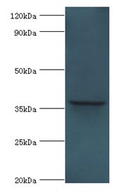 ANXA8L1 Antibody - Western blot. All lanes: ANXA8L2 antibody at 18 ug/ml+HepG2 whole cell lysate. Secondary antibody: Goat polyclonal to rabbit at 1:10000 dilution. Predicted band size: 37 kDa. Observed band size: 37 kDa.