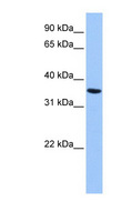 ANXA8L1 Antibody - ANXA8L2 antibody Western blot of HepG2 cell lysate. This image was taken for the unconjugated form of this product. Other forms have not been tested.