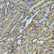 ANXA8L1 Antibody - Immunohistochemistry of paraffin-embedded rat kidney tissue.